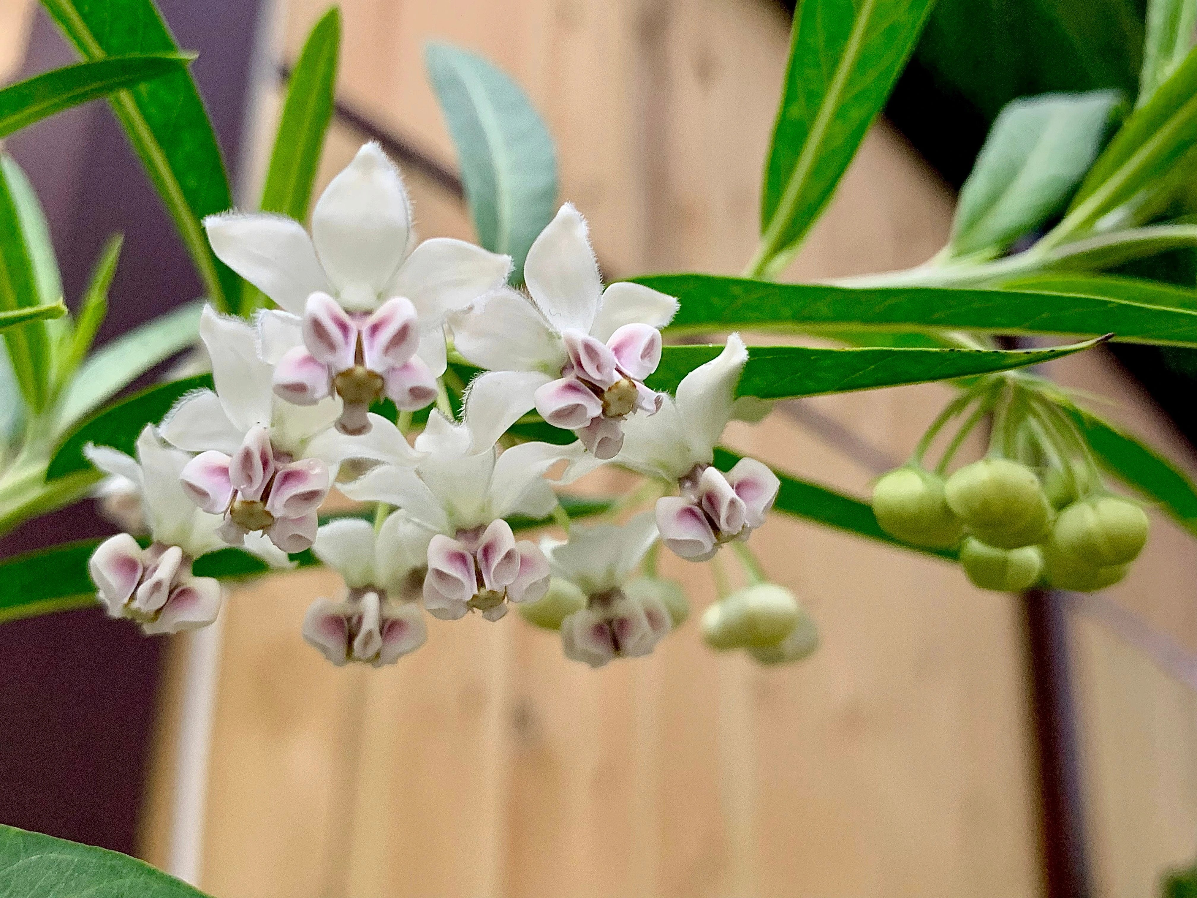 Skin So Smooth, It Shines