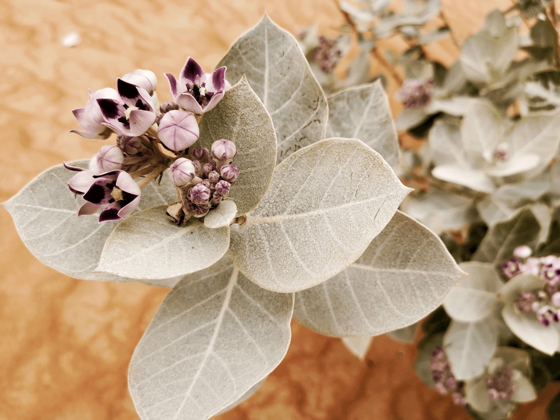 Clean Beauty, Refined